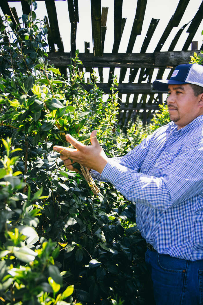The Camellia plant from Continental Floral Greens